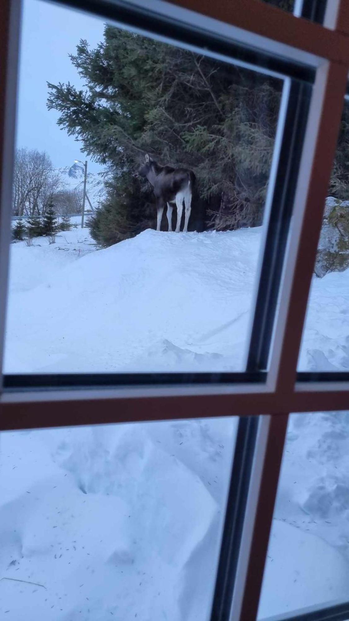 Sydalen house Villa Kleppstad Eksteriør billede
